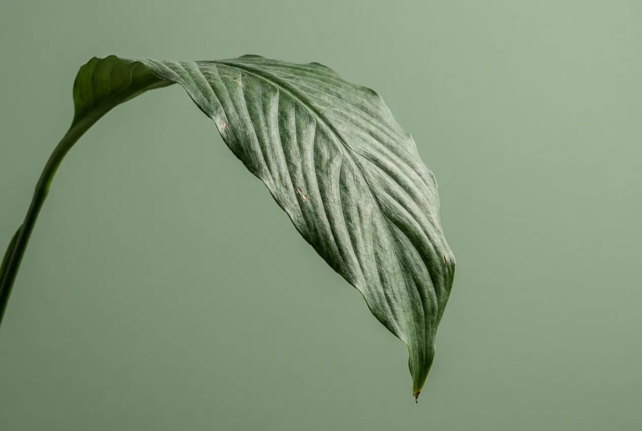 Spathiphyllum Feuille Tombante : Causes et Solutions Gros plan sur une feuille de Spathiphyllum qui tombe sur fond uni