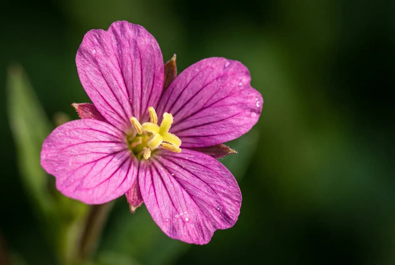 Épilobe à tige carrée : Identification, vertus et usage au jardin Gros plan macro sur les fleurs roses délicates de l'épilobe à tige carrée.