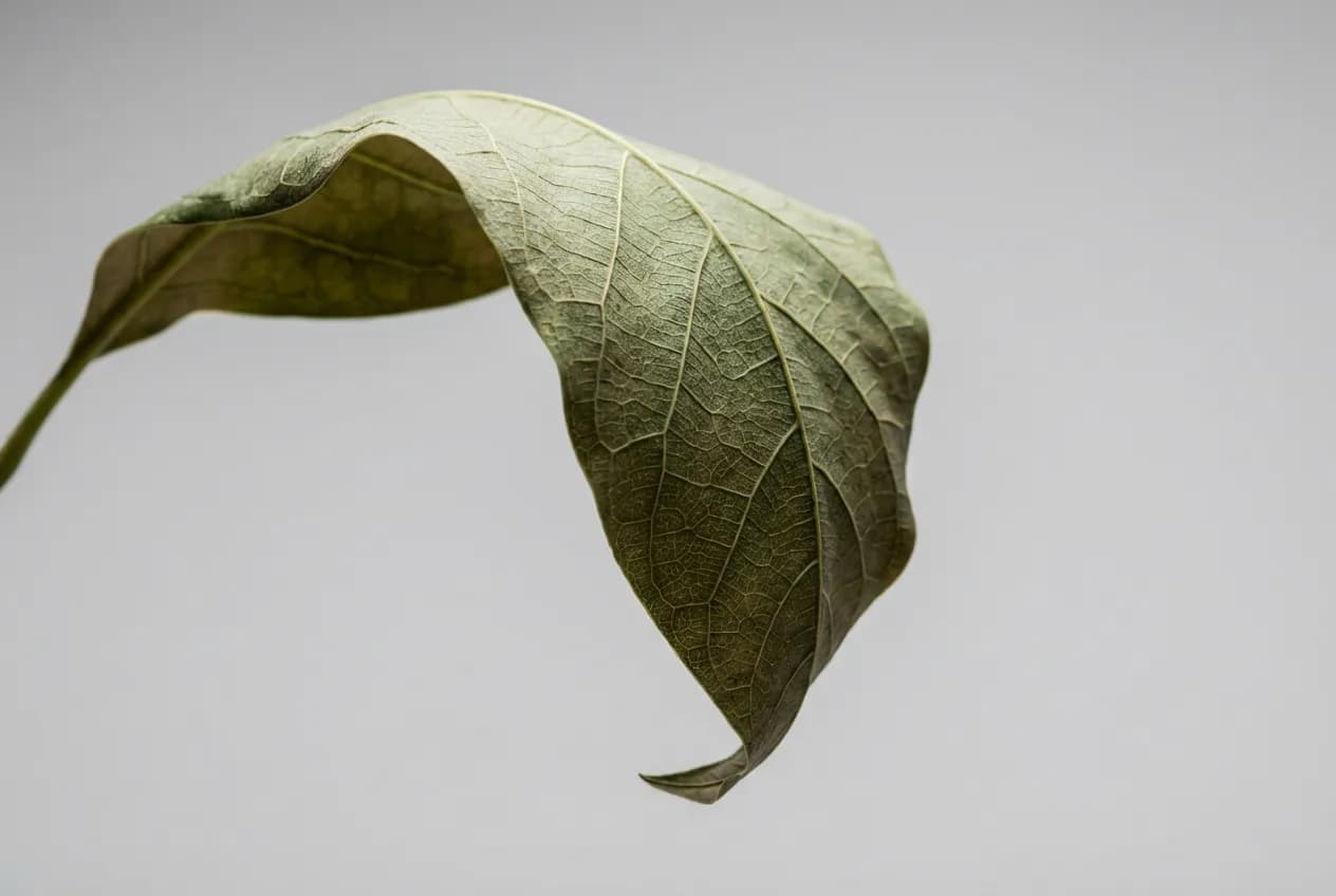 Avocatier feuilles tombantes : 7 Causes et Solutions Gros plan feuille d'avocatier affaissée sur fond neutre